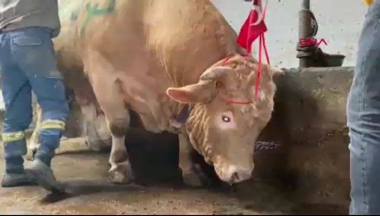 1 ton 150 kiloluk boğa ikinci el otomobil fiyatına satıldı - Resim: 20